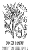 ritningar av quaker vallört. hand dragen illustration. latin namn symfytum officinale l. png