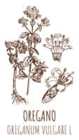 tekeningen van oregano. hand- getrokken illustratie. Latijns naam origanum vulgare ik. png