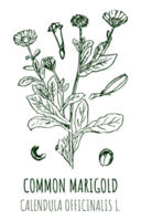 desenhos do calêndula comum calêndula. mão desenhado ilustração. latim nome calêndula officinalis eu. png