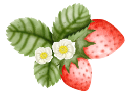 aquarelle fraise main tiré png