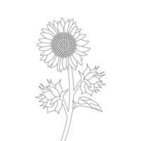 Sunflower Coloring Page And Book Hand Drawn Line Art Vector