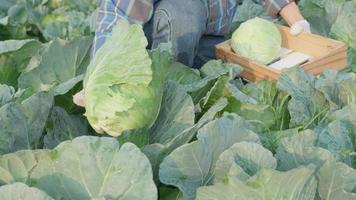 hombre granjero con Fresco verduras, repollo cosecha, natural selección, orgánico, cosecha estación, agrícola negocio dueño, joven inteligente enmarcado, sano estilo de vida, granja y jardín directo, no tóxico video