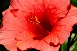 Red hibiscus macro photo