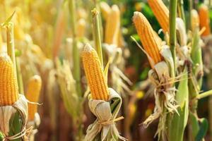 Dry cob of ripe corn on green field at sunlight. photo