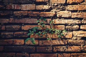 Cement Brick Wall of an Aging Building with Growing Green Plants photo