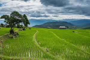 Green rice field in Chiang mai, Thailand. photo