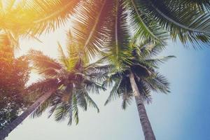 Coconut tree at tropical coast with vintage tone photo