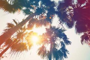 coconut palm tree on beach and sunlight with vintage toned effect. photo