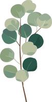 eucalipto verde hojas ramas vector