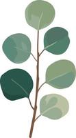 Eucalyptus green leaves branches vector