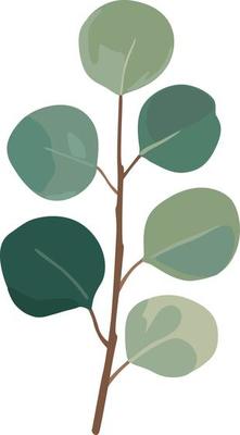 Eucalyptus green leaves branches