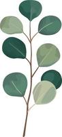 Eucalyptus green leaves branches vector