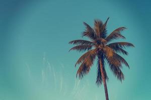 Coconut palm tree at tropical coast in island beach with vintage tone. photo