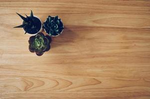 Succulent in pot wooden table background with copy space photo