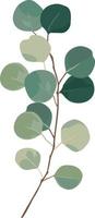 Eucalyptus green leaves branches vector