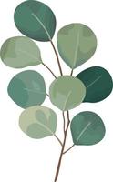 Eucalyptus green leaves branches vector