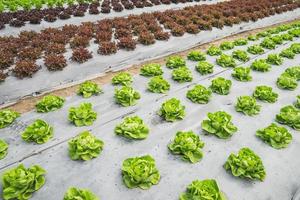 Lettuce green and red leaf in field, vegetable fresh in farm, salad photo