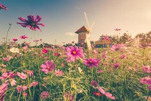 campo cosmos flor y cielo luz de sol con Clásico filtrar. foto