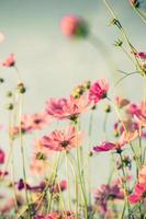 cosmos flower and soft light with vintage toned effect. photo