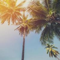 Coconut tree at tropical coast with vintage tone photo