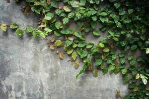 grunge cement wall texture and green leaf Ivy with space. photo