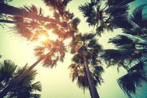 Coconut palm tree on beach in summer with vintage effect. photo