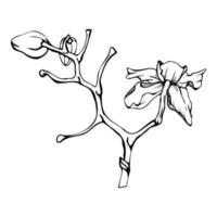 flores de orquídeas de tinta vectorial dibujadas a mano, tallos, hojas, monocromo, esquema detallado. composición con ramas. aislado sobre fondo blanco. diseño para arte mural, boda, impresión, tatuaje, portada, tarjeta. vector