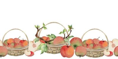 Hand drawn watercolor apple fruits, branches and leaves in basket, red and green. Seamless horizontal banner. Isolated on white background. Design for wall art, wedding, print, fabric, cover, card. vector