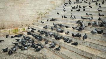 Tauben sind Fütterung auf das Marmor Schritte von das Eminonu Neu Moschee im zwei Zeit schleppend Bewegung video
