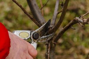 un jardinero ciruelas pasas Fruta arboles con un podador. de cerca. foto