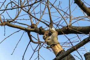 un jardinero ciruelas pasas Fruta arboles con poda tijeras. un serie de imágenes foto