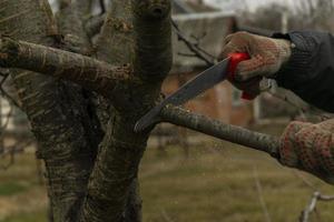 Season pruning of trees. The farmer looks after the orchard . photo