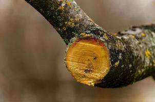 Sawing a large tree branch. Sanitary pruning of diseased damaged branches. The concept of caring for fruit trees in spring and autumn. photo