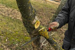 Season pruning of trees. The farmer looks after the orchard . photo