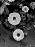 Calendula Flower With Leaves Free Photo