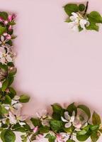 beautiful spring background with a place for text with branches of a flowering apple tree. pink background. a frame of flowers. a copy of the space. photo