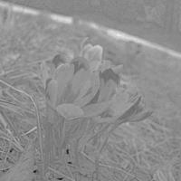 Spring crocus flowers with anthers blooming engraving hand drawn sketch photo