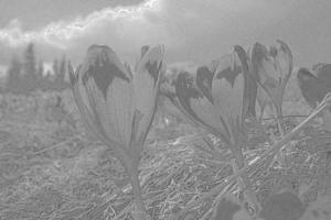azafrán scepusiensis flores a prado grabado mano dibujado bosquejo foto