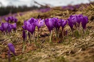 Close up purple autumn crocus growing in dry grass concept photo