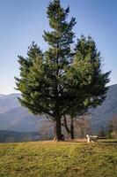 Lonely evergreen pine tree and walking fluffy dog landscape photo