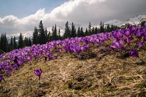 Flowering saffron crocus field in Carpathian mountains landscape photo