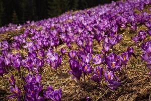 Close up purple crocus flowers in spring concept photo