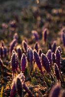 Close up crocus flower buds with hoarfrost concept photo