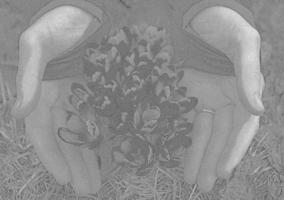 Crocus flowers covering with hands engraving hand drawn sketch photo