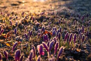 Close up frosted purple crocus flowers in autumn morning concept photo