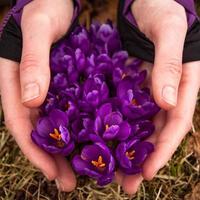 Close up female hands softly holding blooming crocus flowers concept photo