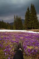 Close up legs in footwear lying on crocus meadow concept photo