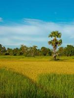 Rice field in morning view, Laos photo