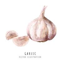 Garlic hand drawn watercolor painting isolated on white background vector