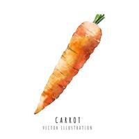 Carrot hand drawn watercolor painting isolated on white background vector